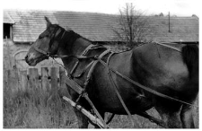 A horse team