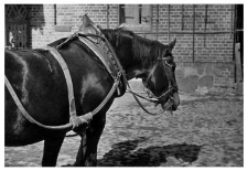 A horse team, a horse collar