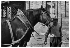 A horse team, a horse collar