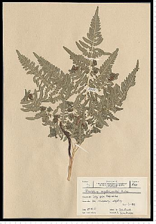 Pteridium aquilinum (L.) Kuhn