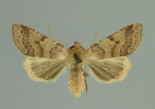 Agrochola helvola (Linnaeus, 1758)