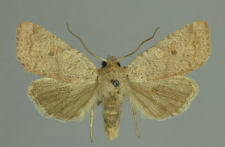 Agrochola laevis (Hübner, 1803)