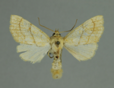 Tiliacea citrago (Linnaeus, 1758)