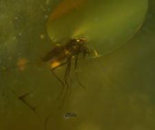 Diptera (Nematocera)