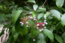 Cornus racemosa Lam.