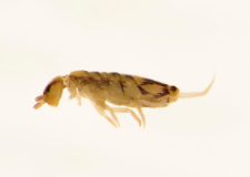 Entomobrya nivalis