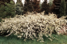 Malus sargentii Rehder