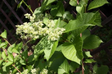 Tripterygium wilfordii Hook. f., synonim Tripterygium regelii Sprague & Takeda