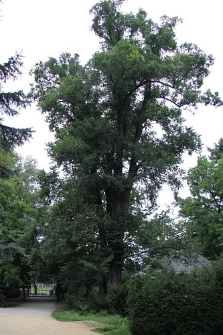 Ulmus laevis Pall.