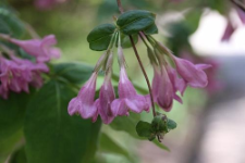 Weigela praecox (Lemoine) Bailey