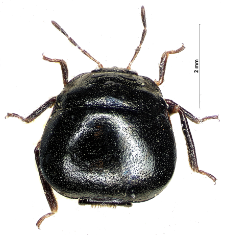 Eubria palustris Germar, 1818