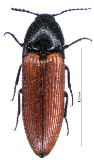 Ampedus cinnabarinus (Eschscholtz, 1829)