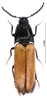 Ampedus nigroflavus (Goeze, 1777)