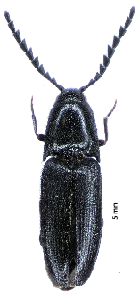 Podeonius acuticornis (E.F. Germar, 1824)