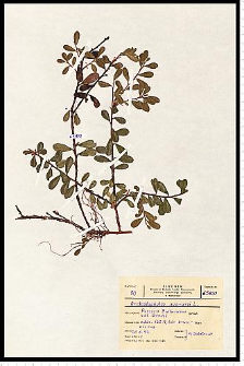 Arctostaphylos uva-ursi (L.) Spreng.