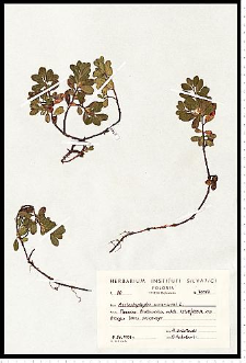 Arctostaphylos uva-ursi (L.) Spreng.