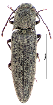 Synaptus filiformis (Fabricius, 1781)