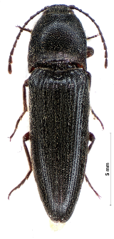 Melanotus crassicollis (Erichson, 1841)