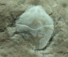 Goniodromites serratus