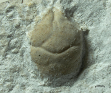 Tanidromites alexandrae