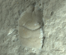 Tanidromites alexandrae