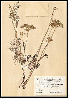 Cnidium dubium (Schkuhr) Thell.