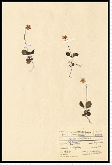 Moneses uniflora (L.) A. Gray