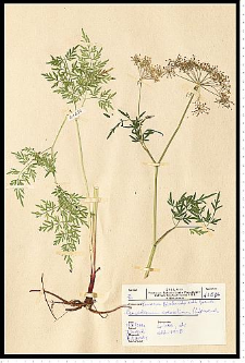 Peucedanum oreoselinum (L.) Moench