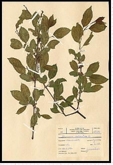 Rhamnus catharticus L.