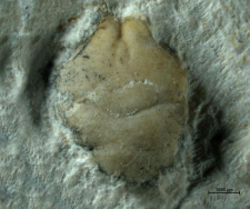 Tanidromites alexandrae