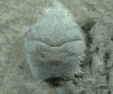 Goniodromites kubai