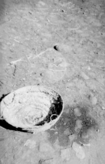 A small bread proofing basket