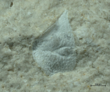 Goniodromitidae