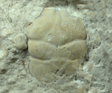 Tanidromites alexandrae