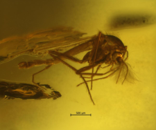 Chironomidae