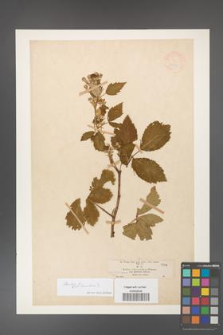 Rubus [KOR 18611]