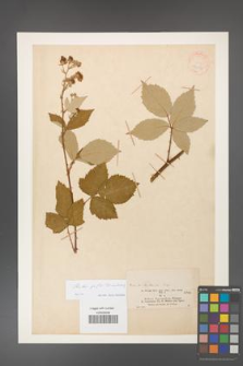 Rubus [KOR 18612]