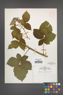 Rubus kuleszae [KOR 51964]