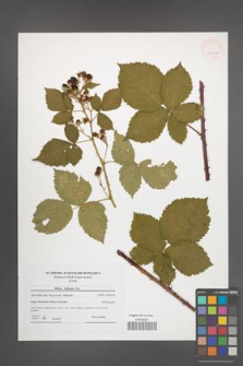 Rubus kuleszae [KOR 41822]