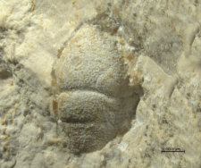 Goniodromites narinosus