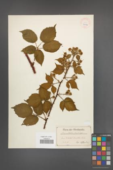 Rubus koehleri [KOR 40521]