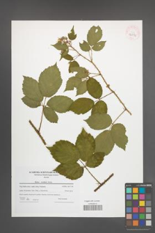Rubus koehleri [KOR 42372]