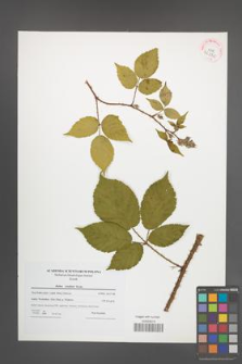 Rubus koehleri [KOR 42370]