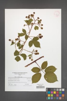Rubus koehlerii [koehleri] [KOR 41613a]