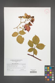 Rubus koehlerii [koehleri] [KOR 41999]