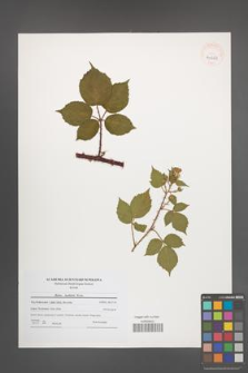 Rubus koehlerii [koehleri] [KOR 40663]