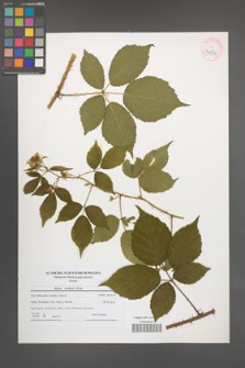Rubus koehlerii [koehleri] [KOR 40726]