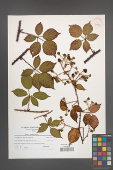 Rubus koehlerii [koehleri] [KOR 40779]