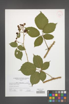 Rubus koehleri [KOR 41643]