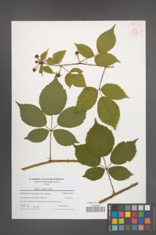 Rubus koehlerii [koehleri] [KOR 41013]